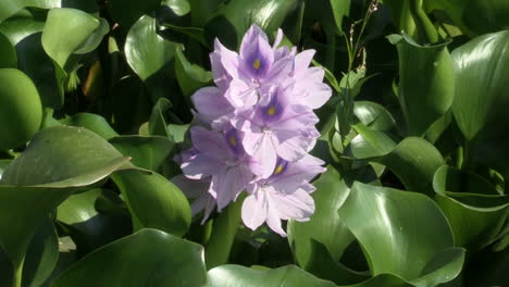 Water-hyacinth-flower-with-white-and-violet-petals-and-bright-green-leaves