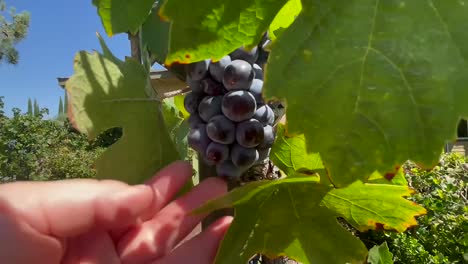 Cluster-of-ripened-grapes-at-a-vineyard-in-Temecula,-California