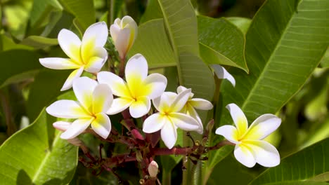 Ein-Wunderschöner-Strauß-Weißer-Frangipani-Blüten-In-Freier-Wildbahn