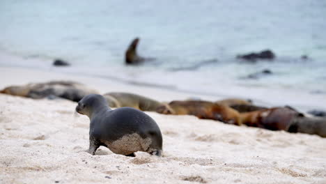Junger-Galapagos-seelöwenwelpe,-Der-Am-Strand-Von-Playa-Punta-Spaziert