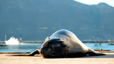 Wet-Cape-fur-seal-on-pier-heating-up-in-morning-sun