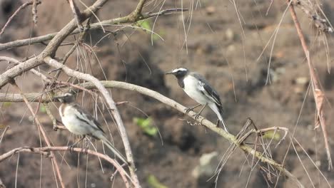 White-browed-wagtail-in-pond-area-