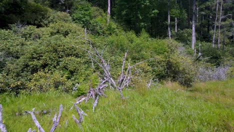 Cinematic-shot-of-dead-tree-in-Trout-lake-on-Blue-Ridge-Parkway