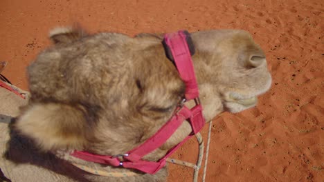 Eine-Nahaufnahme-Eines-Kamels-Im-Geschirr,-Das-In-Der-Roten-Australischen-Wüste-Sein-Wiederkäuer-Kaut