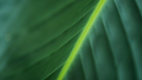 Extreme-close-up-of-a-healthy-green-leaf