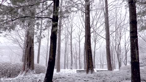 Snow-falling-in-a-wooded-area