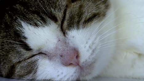 Cat-Sleeping-in-Shade