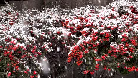 Nieve-Cayendo-Sobre-Un-Arbusto-De-Bayas-Rojas