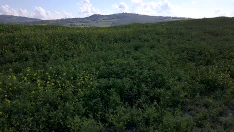 Luftaufnahmen-Von-Landwirtschaftlichen-Feldern-In-Der-Toskana-Mit-Einigen-Mohnblumen-Und-Gelben-Blumen