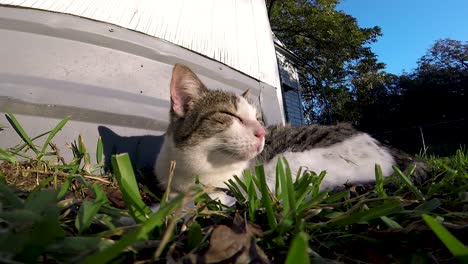 Katze-Schläft-Im-Gras
