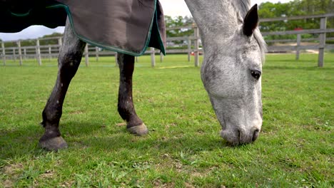 White-horse-eating-grass-in-a-field-wearing-a-rain-cover
