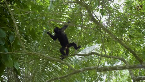 Howler-Monkey-In-Tropical-Belize-Jungle-Hanging