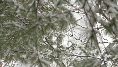 Snow-falling-from-a-tree-in-slowmo
