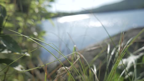 grass-that-blurs-into-focus-with-the-reflection-of-the-water