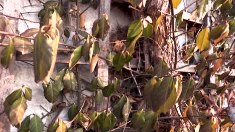 Vines-and-ivy-on-a-brick-wall
