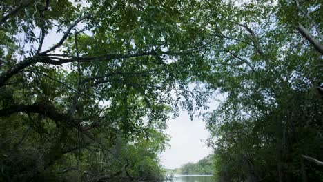 Belize-River-Wildlife-Boat