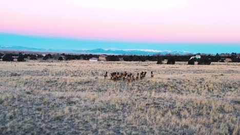 Herd-of-Elk-Grazing-In-Mountain-Valley-During-Sunrise-Drone-Shot-4K
