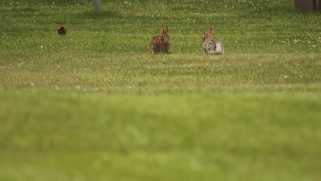 Rabbit-mating-display-in-a-green-field-in-summer