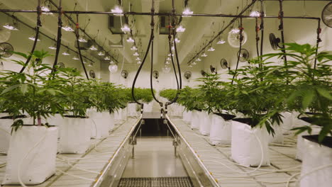 Cinematic-moving-shot-of-large-marijuana-cannabis-grow-operation