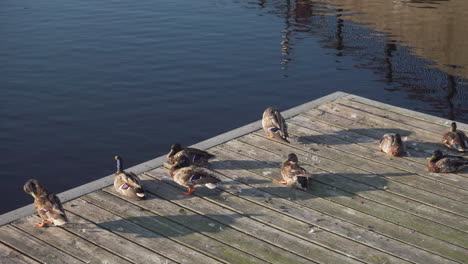 A-group-of-ducks-on-a-dock-in-the-Charles-River-near-Moody-Street-Bridge-in-Waltham,-MA