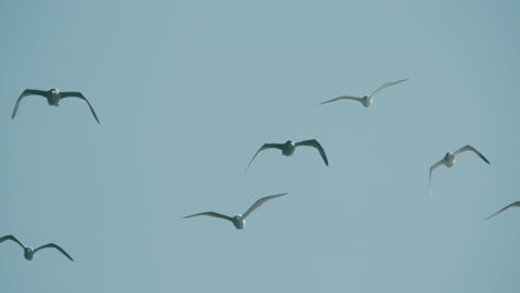 Slow-motion-cinematic-shot-of-seagulls-flying-in-a-blue-sky-over-the-ocean