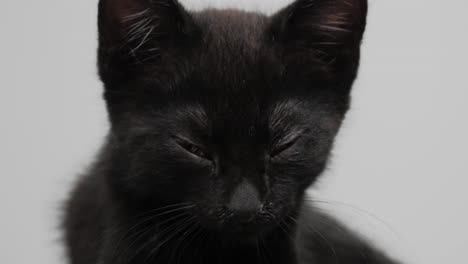 Tired-Black-Kitten-cant-stay-awake