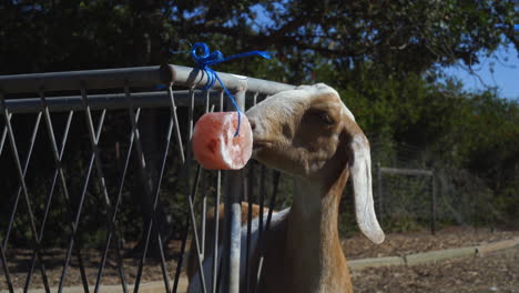 A-rescued-goat-licks-a-salt-lick-at-an-animal-farm-sanctuary