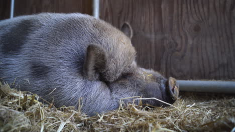 A-huge-pig-sleeps-in-a-pen