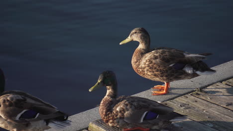 A-group-of-ducks-on-a-dock-in-the-Charles-River-near-Moody-Street-Bridge-in-Waltham,-MA