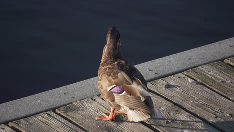 A-duck-cleans-it-feathers-on-a-dock-in-the-Charles-River-near-Moody-Street-Bridge-in-Waltham,-MA