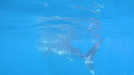 Tiburón-Ballena-Nadando-En-El-Océano