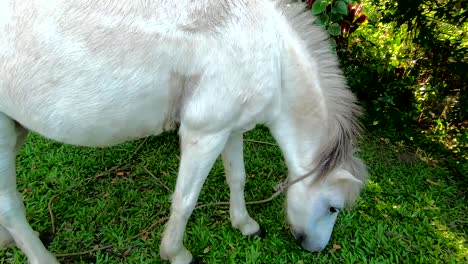 hungry-white-horse-in-the-yard-eating-fresh-green-grass