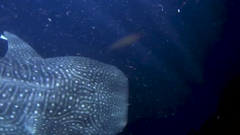 Tiburón-Ballena-Nadando-Cerca-De-La-Superficie