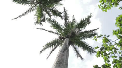 Sonniger-Nachmittag-Der-Tropischen-Palme-Im-Belize-Dschungel-Parallaxe-Spin-Zeitlupe