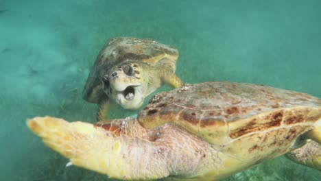 Loggerhead-Sea-Turtles-Fighting-In-Wild-Caribbean-Blue-Ocean