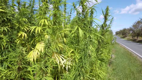 Marihuana-Pflanze-Auf-Dem-Cannabis-Farmfeld-Im-Freien,-Das-Vom-Wind-In-Der-Nähe-Einer-Straße-Bewegt-Wird