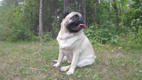 Pug-Dog-panting-after-walk-near-boreal-forest-on-hot-day-Manitoba-Canada