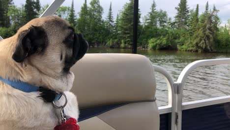 Pug-Dog-sitting-on-pontoon-boat-while-travelling-on-river-closeup-looking-forward-Manitoba-Canada