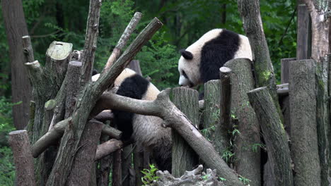 Two-Giant-Pandas-Playing-On-Woods-In-The-Jungle-In-China