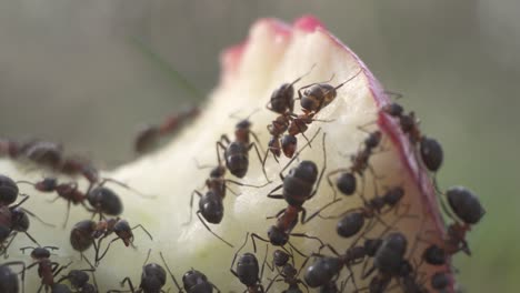 Colony-of-black-ants-eating-apple-core,-macro-closeup