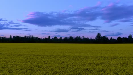 Violette-Wolken-über-Einem-Gelben-Rapsfeld-Im-Frühling,-4k-Fliegende-Niedrige-Aufnahmen-Einer-Ländlichen-Landschaft