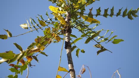 Vollansicht-Eines-Mahonia-Oiwakensis-Strauchs-Mit-Bienenbestäubenden-Gelben-Blüten
