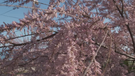 árboles-De-Judas-O-Cercis-Siliquastrum-Floreciendo-En-Primavera