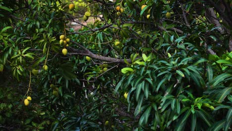 Mango-tree-growing-fresh-mangoes-in-Vietnam