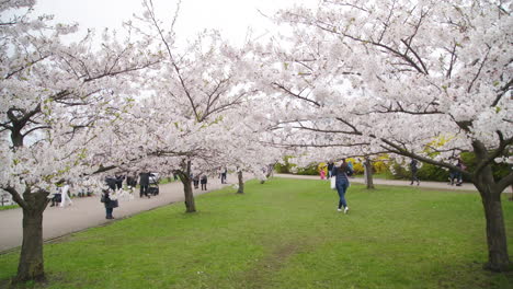 Menschen,-Die-Im-Zeitigen-Frühjahr-Zwischen-Sakura-Bäumen-In-Vilnius-Spazieren-Gehen