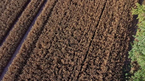 Agriculture-field-of-wheat-during-golden-hour,-aerial-drone-ascend-top-down-view