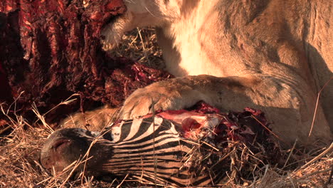 Closeup-of-lioness-feeding-on-zebra-carcass-with-flies-on-it,-zoom-out