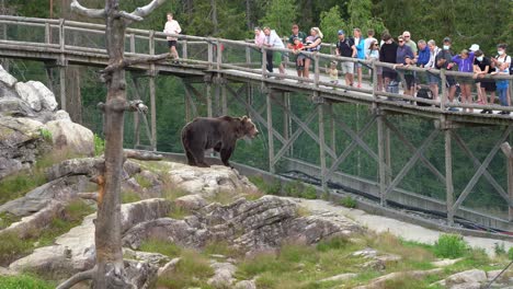 Crowd-of-people-watching-lonely-brown-bear-in-captivity---Bear-scratching-his-leg-while-standing-behind-fence---Static-handheld---Norway