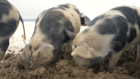 Group-of-wild-Boars-looking-for-food-in-mud-during-snowy-winter-day,close-up-shot