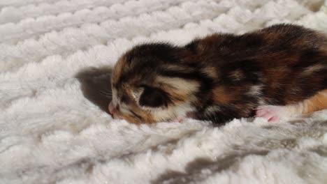 Black-and-Brown-Newborn-Bengal-Kitten-on-a-Blanket